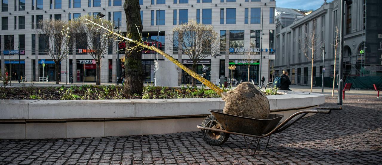Pótolták a kitört fát a Blaha Lujza téren – a fenyőgyilkos állja a költségeket