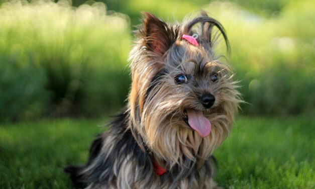Szörnyű, amit elkövetett: dühös volt, kidobta a yorkshire terrier kutyáját a negyedikről