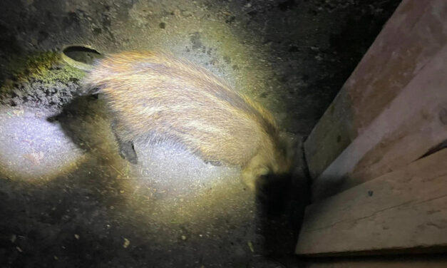 Robban a cukiságbomba! Árokba esett vaddisznógyereket mentettek meg a 12. kerületben