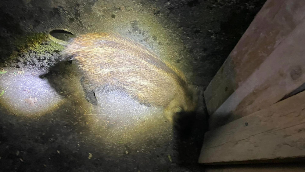 Robban a cukiságbomba! Árokba esett vaddisznógyereket mentettek meg a 12. kerületben