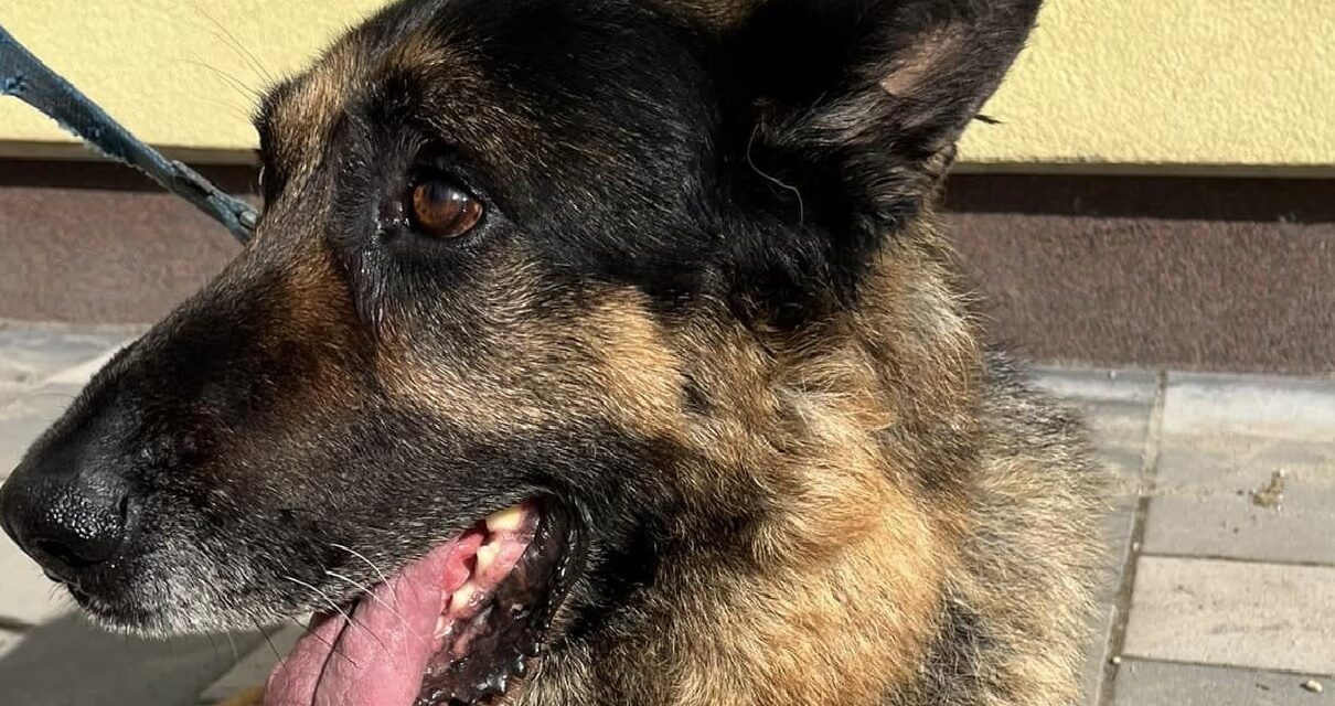 Rendőrt hívott az állatvédőkre az a pesterzsébeti férfi, aki korábban négyszer is megsebesített egy kutyát a kerítésen keresztül  