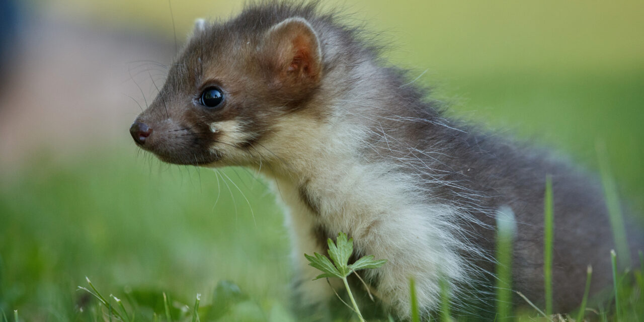 Beindult Érden a nyestinvázió, komoly károkat okozhatnak, ha szétrágják a kocsi belsejét – Mutatunk pár tippet, hogyan védekezhetsz ellene