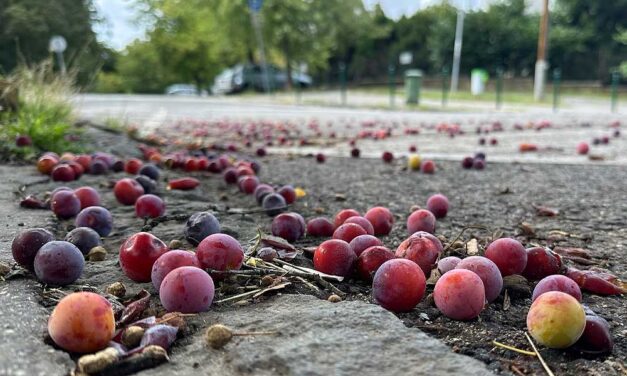 Ringlófák Budán – A lehulló gyümölcsök megkeserítik a gyalogosok életét, miközben a sok színes ringló drága pálinkák alapanyaga lehetne
