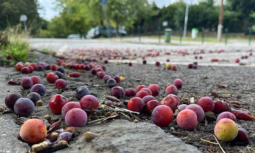 Ringlófák Budán – A lehulló gyümölcsök megkeserítik a gyalogosok életét, miközben a sok színes ringló drága pálinkák alapanyaga lehetne