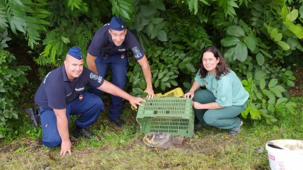 Veszélyes állatot találtak a Balatonnál, valaki az út szélén hagyta