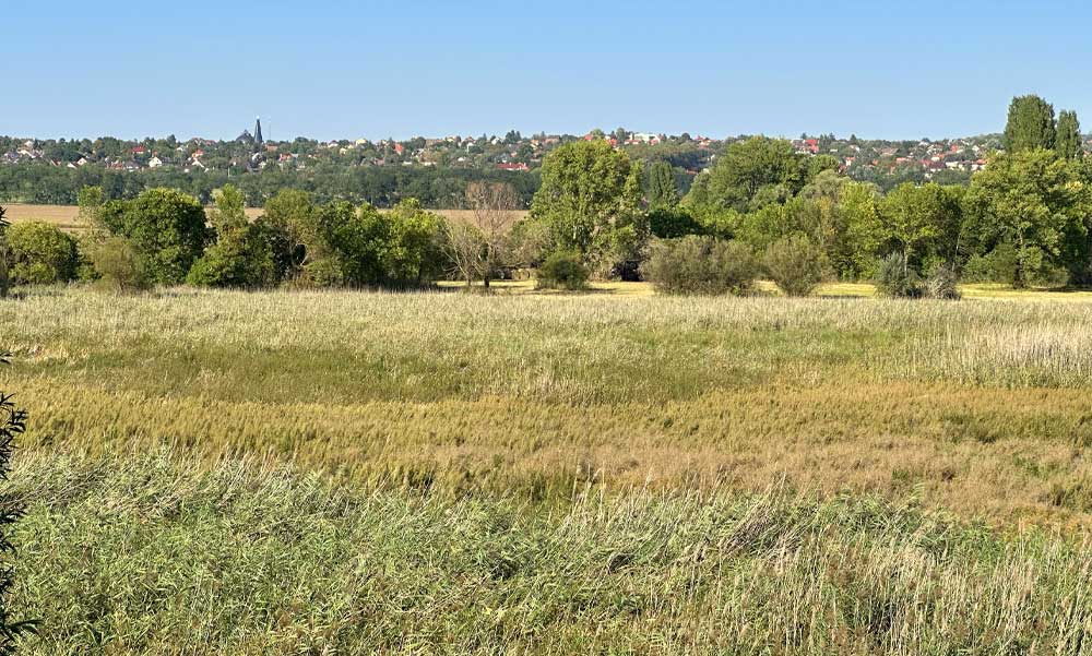 Zöld ékszerdoboz a ferihegyi repülőtér mellett, a titokzatos mocsárvilág nagyon bejön a gyerekeknek