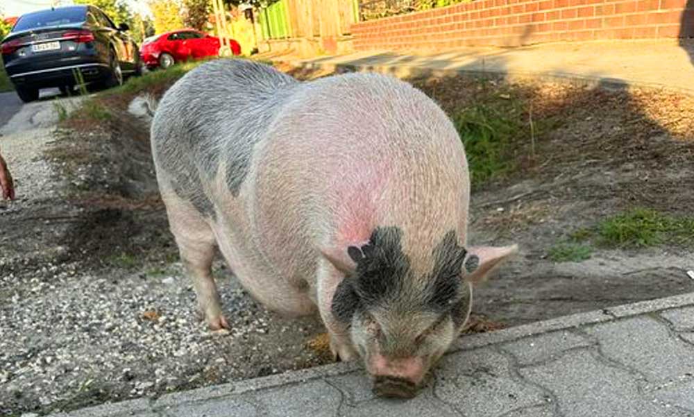 “Ha nem kell senkinek, szívesen feldolgozom” – Egy megszökött malacon röhögtek Szigetszentmiklóson, politikust láttak benne a helyiek