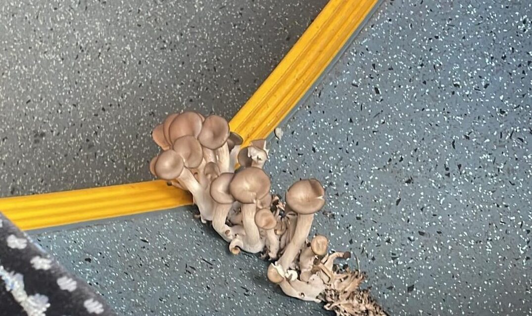 Elképesztő: otthonra lelt egy gombacsalád a 105-ös busz padlóján FOTÓVAL!
