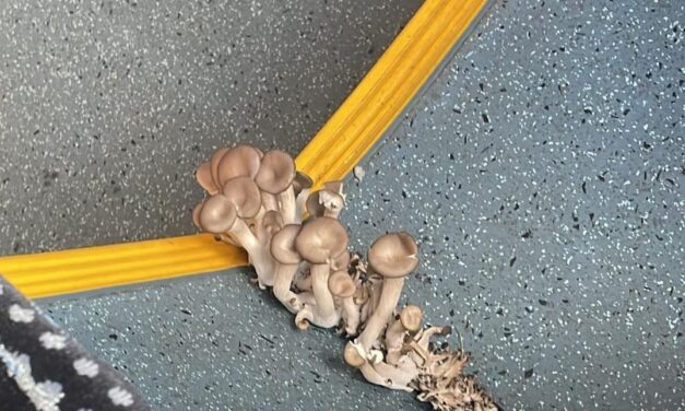 Elképesztő: otthonra lelt egy gombacsalád a 105-ös busz padlóján FOTÓVAL!