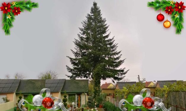 Megvan az Ország Karácsonyfája: idén egy 40 éves fenyő dísziti majd a Kossuth teret