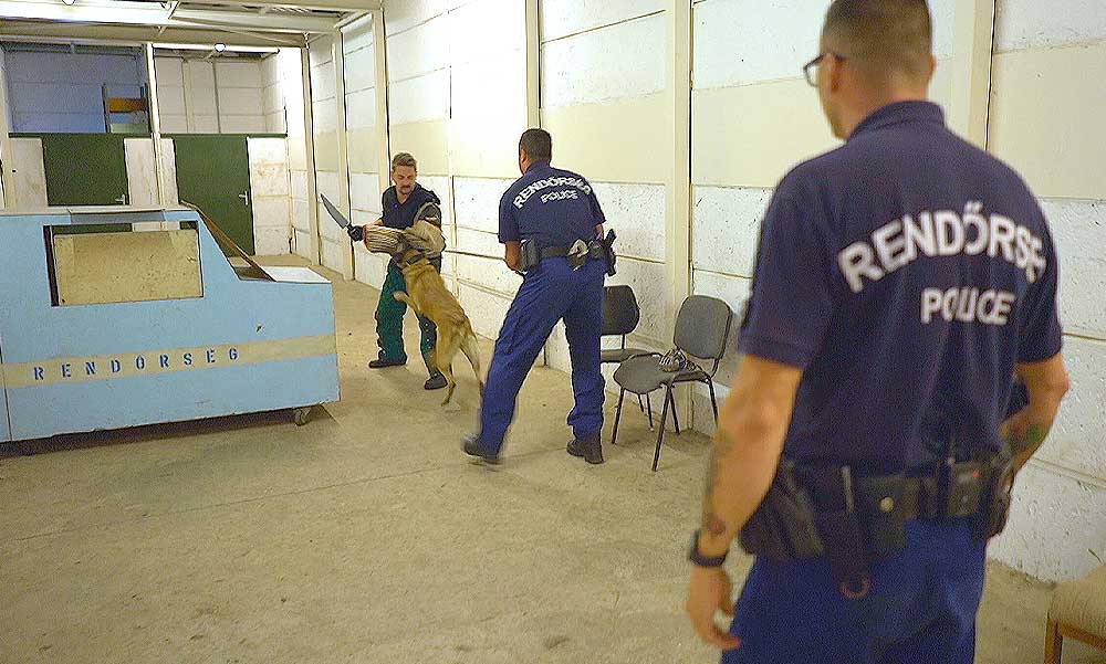 „Egy munkakutyával mindig történhet baj” – bármelyik bevetésen elveszíthetik leghűségesebb munkatársukat a rendőrségi kutyakiképzők