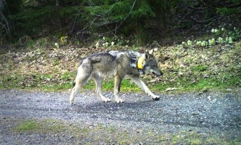5 hetet töltött Budapesten és környékén a tavaly kilőtt svájci farkas: Biatorbágytól a Gazdagréti lakótelepen át, a Dunát átúszva jutott el Vácra