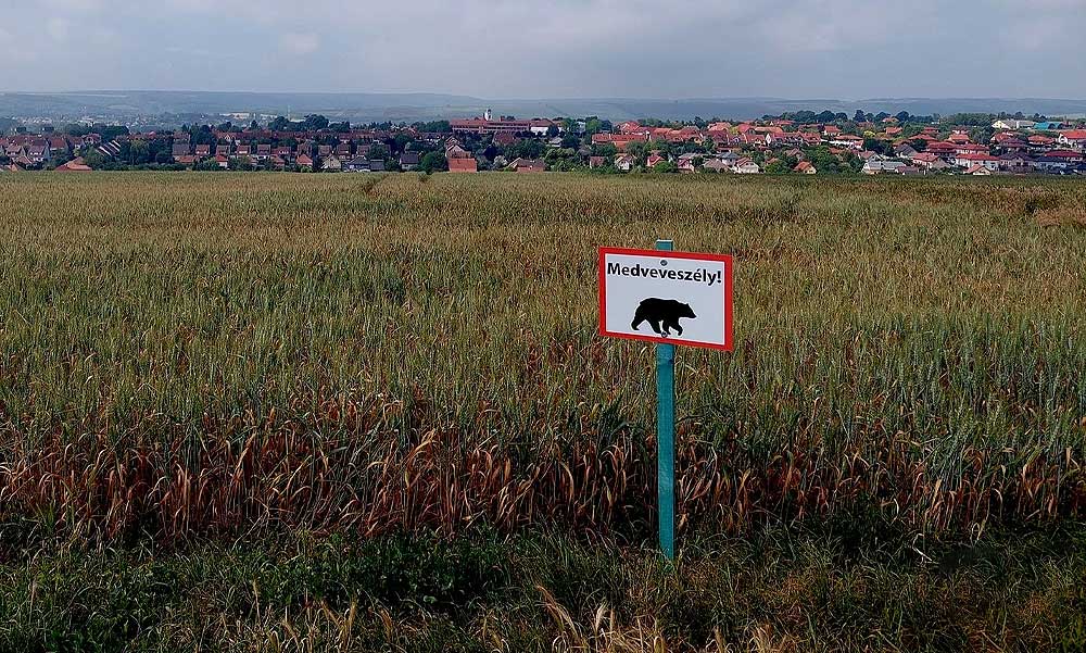Medvét fotóztak Pest megyében, az önkormányzat táblákkal figyelmezteti a veszélyre a lakosokat