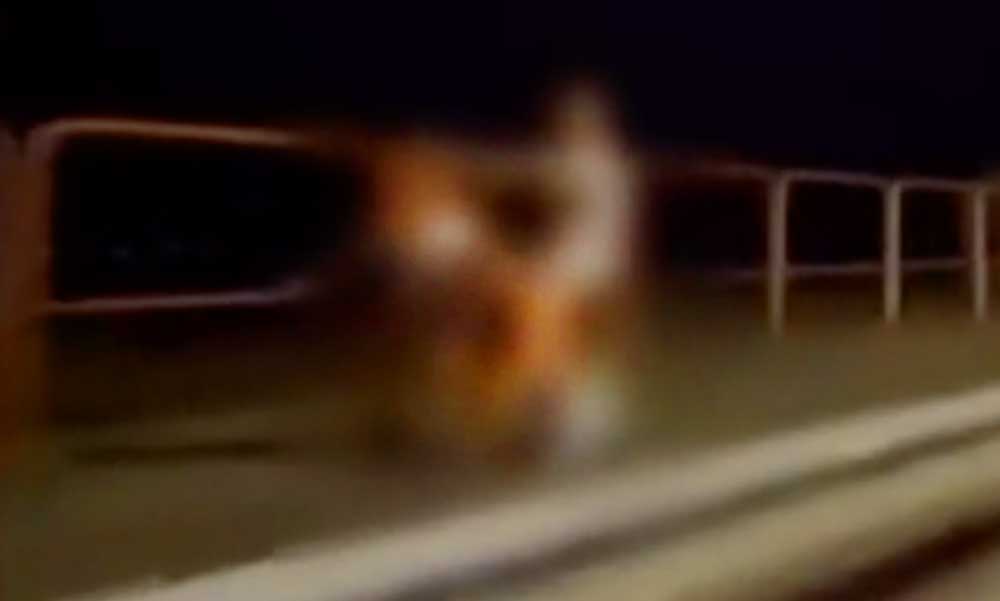 Barátnője hajába kapaszkodva, hátulról tolta-nyomta a férfi Szilviát, meglepő légyottot kaptak lencsevégre az utcán – VIDEÓ