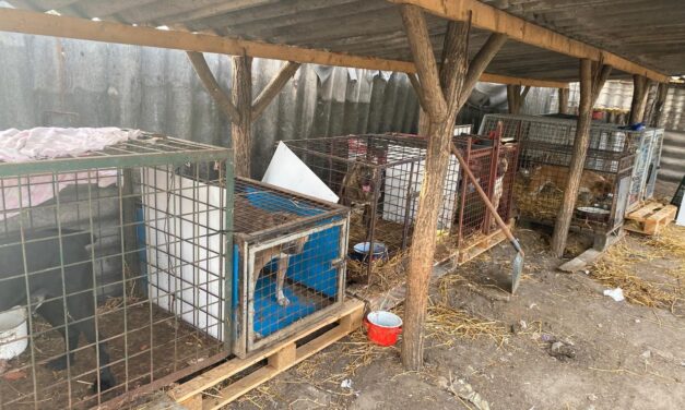 Egy állami gondozásból érkezett fiatal férfit arra köteleztek a gyömrői állatmenhelyen, hogy kutyákat öljön