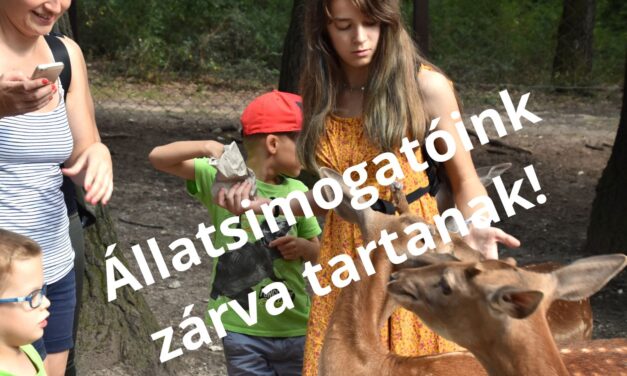 Járványhelyzet Magyarországon: a ragadós száj – és körömfájás miatt sorra zárják be az állatkertek  az állatsimogatóikat