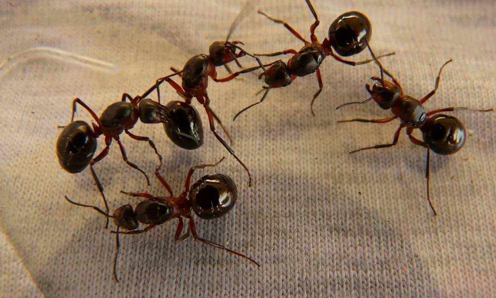 Pro és kontra: házi módszerek vagy profi hangyairtó?