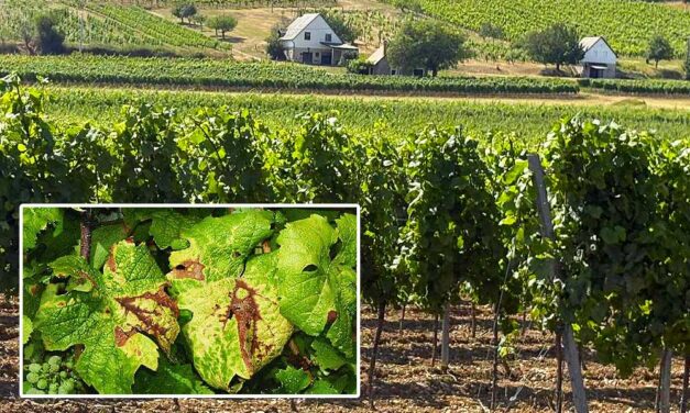 Fertőző betegség miatt zárlat alá vontak két települést a Balatonnál – Nagyobb a baj, mint sokan gondolták, a Kormányinfón is erről beszélt a miniszter