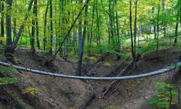 Borzalom Dunaújvárosban: 20 méteren keresztül, a nyakánál fogva rángatott be egy 12 kisfiút az erdőbe a hajléktalan, majd borzalmas dolgot művelt vele