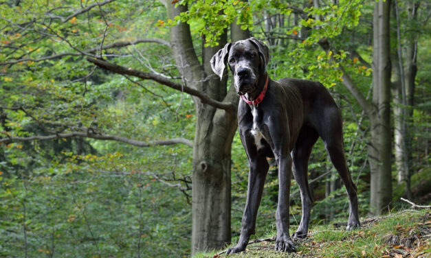 Kutyatámadás Budakeszin: egy póráz nélkül rohangáló dán dog támadt rá egy labradorra az erdőben, a megsebesített kutya néhány nap múlva elpusztult
