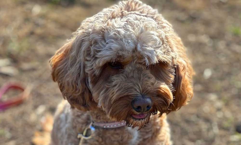 Dogzone Kutyasuli: csalódás és átverés? – véleménycikk