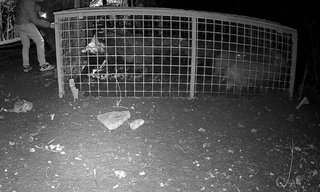 Valaki szabadon engedett 10 vaddisznót az önkormányzat által felállított csapdából