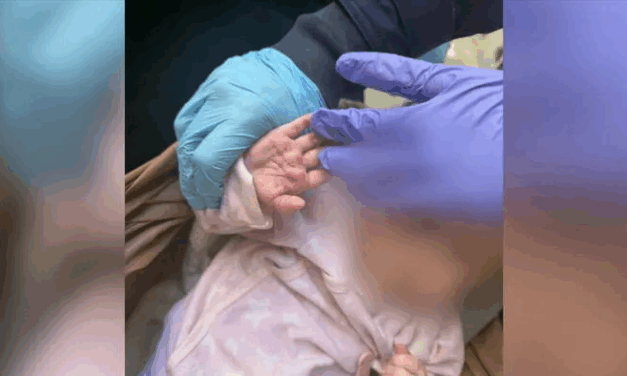 Döbbenetes állapotok Zuglóban: 11 kutyával, emberi ürülékkel teli lakásban élt egy terhes nő kisgyermekével – helyszíni videó