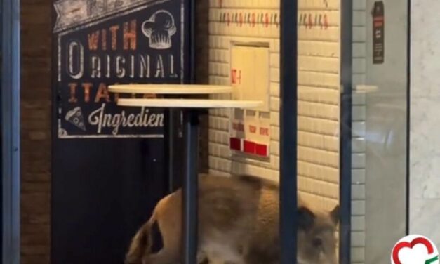 Újabb részletek a Kossuth téri vaddisznóról: egy metrókocsiba is beszabadult, majd kilőtték a sérült állatot
